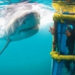 Shark Cage Dive (20120)