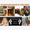 Chameleon Village African market (25268)