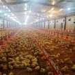 Globalink Poultry Farms Ltd Pty - Logo