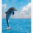 Dolphin Market Online Store  - Logo