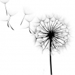 Dandelion Wishes  - Logo