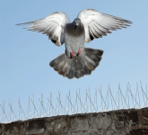 Bird Proofing Cape Town - Logo