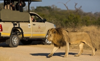 Kruger Wildlife Safaris - Logo