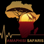 Amaphisi Safaris - Logo
