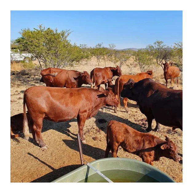 All Livestock Trade logo