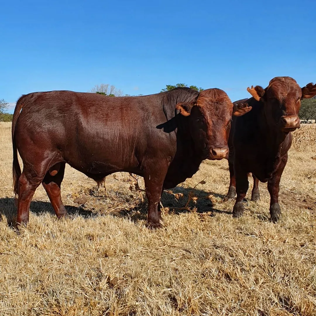 All Livestock Trade photo 1
