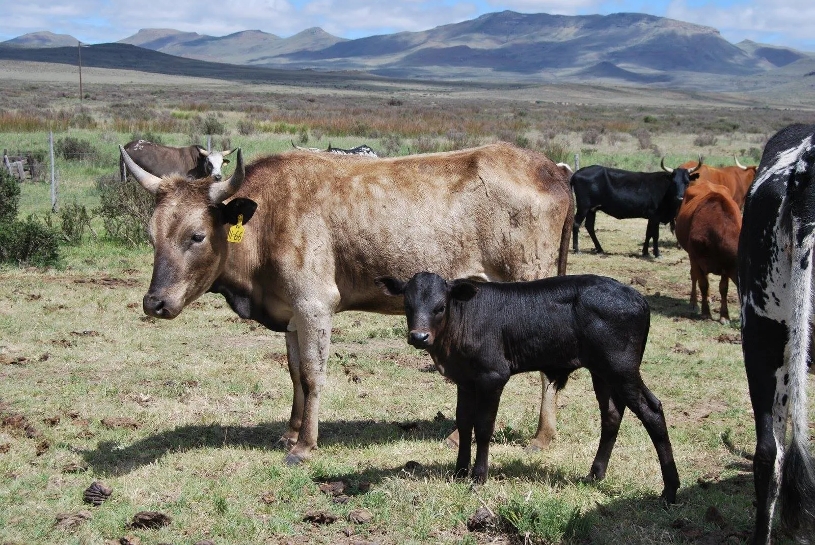 All Livestock Trade photo 2