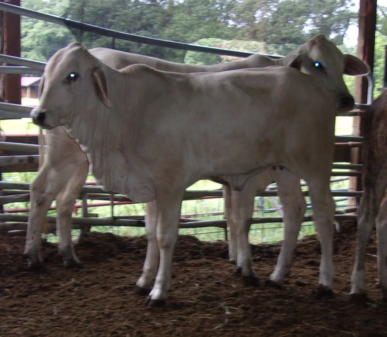 All Livestock Trade photo 3