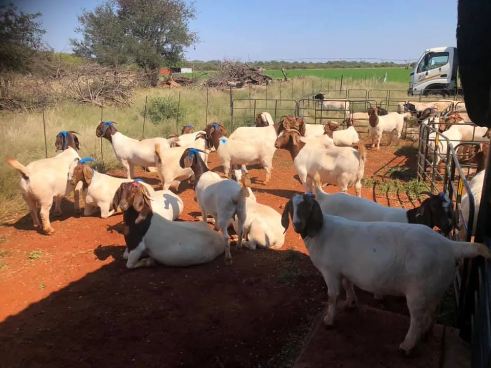 All Livestock Trade photo 4
