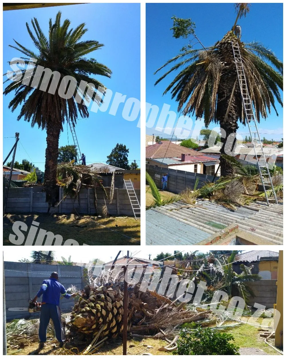 Simon Prophet Tree Felling photo 1