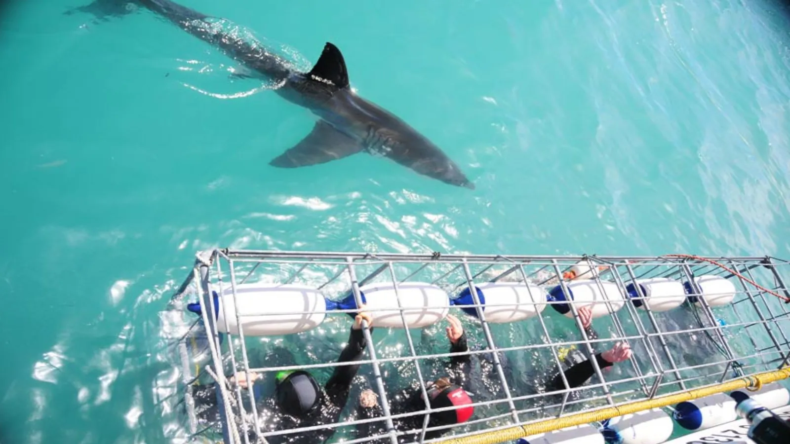 Shark Cage Diving photo 1