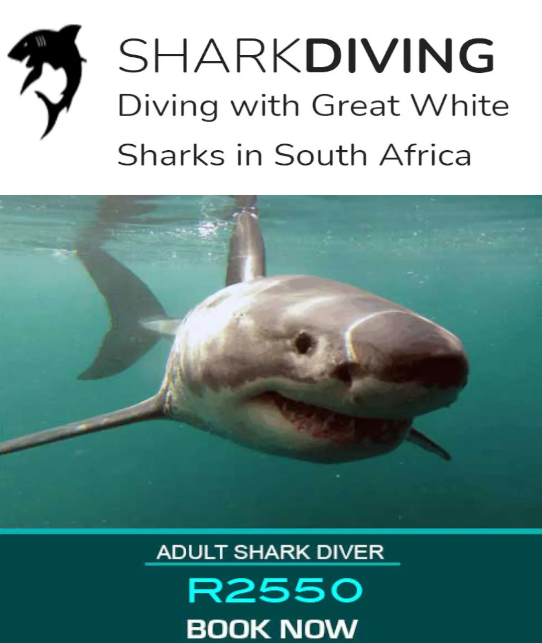 Shark Cage Diving photo 2