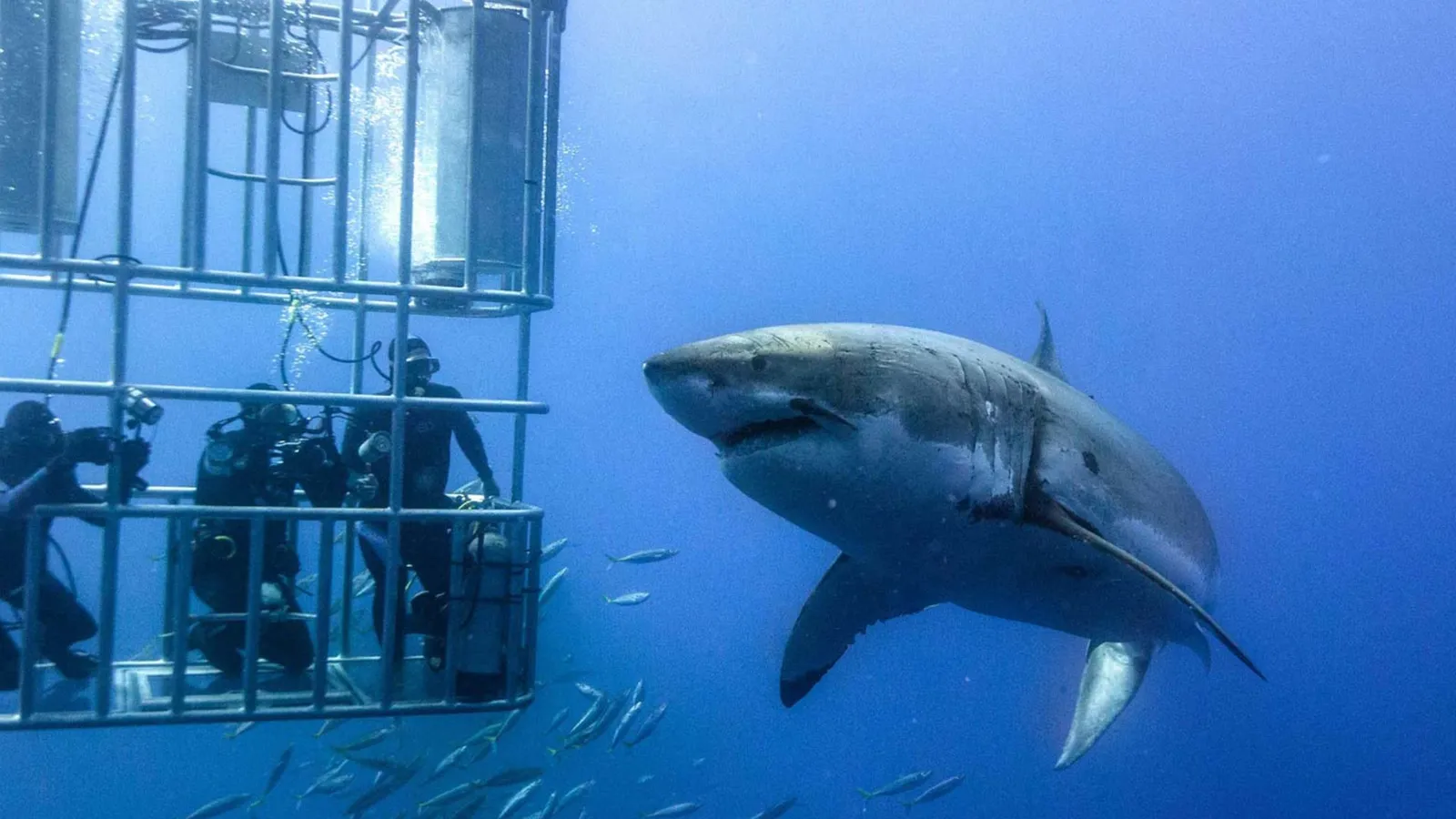 Shark Cage Diving photo 3