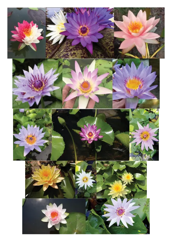 Aquatic Plants SA photo 3