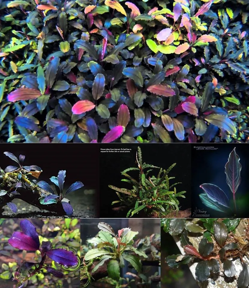 Aquatic Plants SA photo 4
