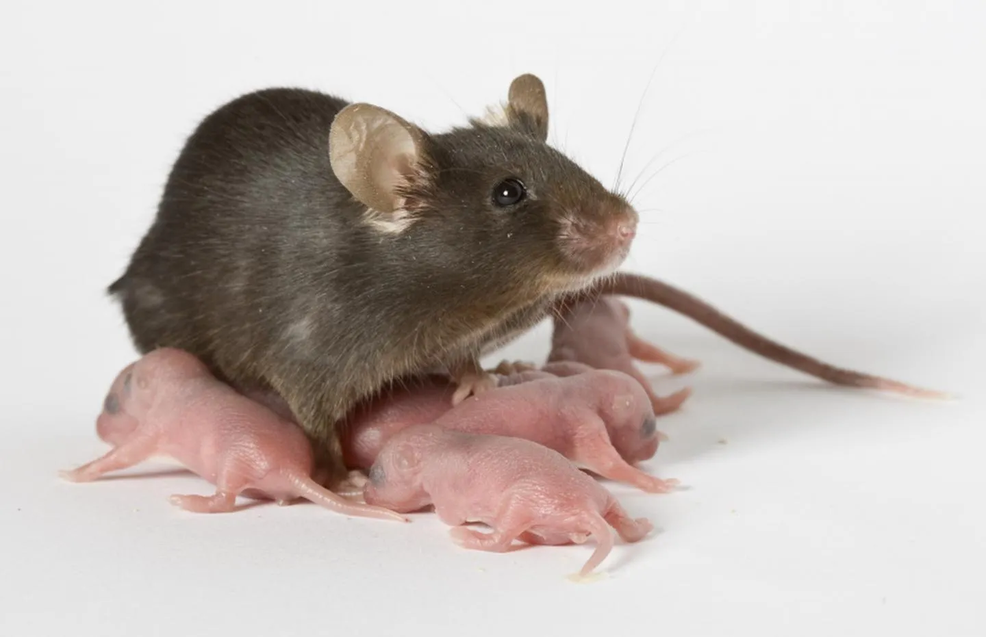 Evolution Pest and Hygiene Services CC photo 1