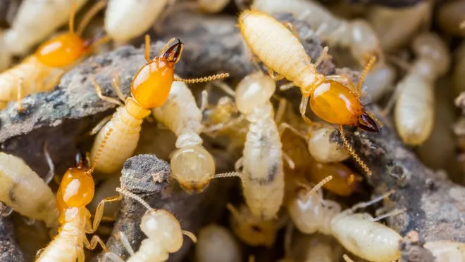 Evolution Pest and Hygiene Services CC photo 2