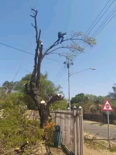 Best tree felling service photo 3