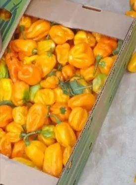 Thuxalushaka Farming and Trading POLOKWANE photo 1