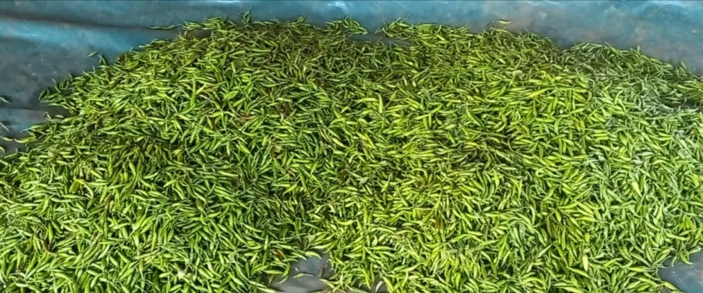 Thuxalushaka Farming and Trading GAUTENG photo 3