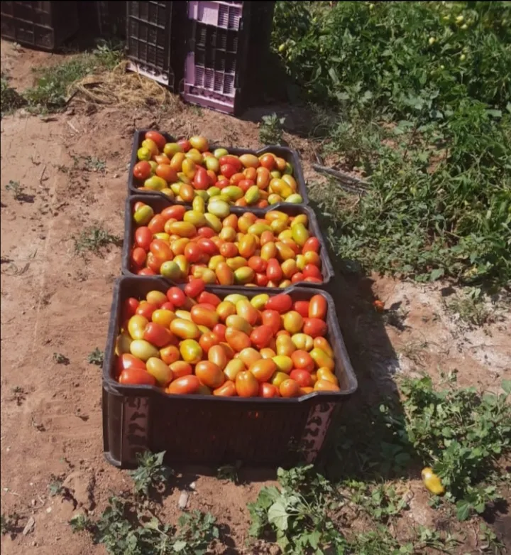 Thuxalushaka Farming and Trading photo 4