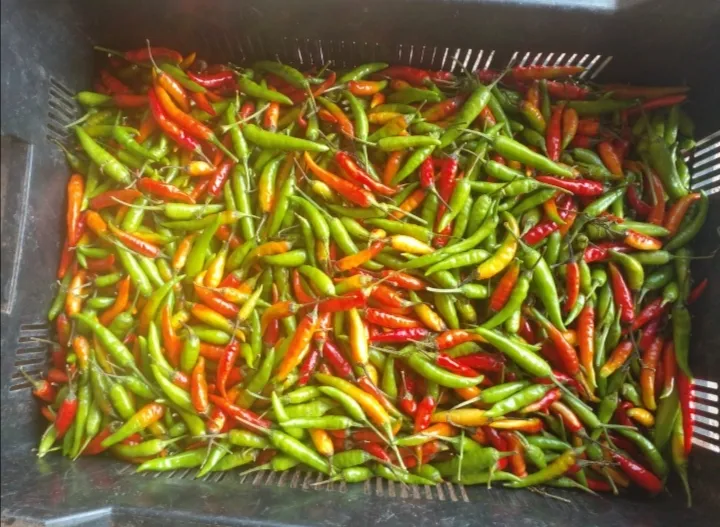 Thuxalushaka Farming and Trading MP photo 4