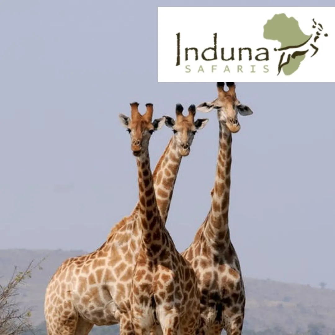 Induna Safaris photo 2