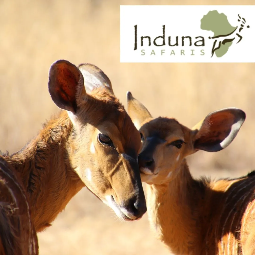 Induna Safaris photo 3