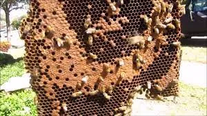 Bee removals Johannesburg photo 1
