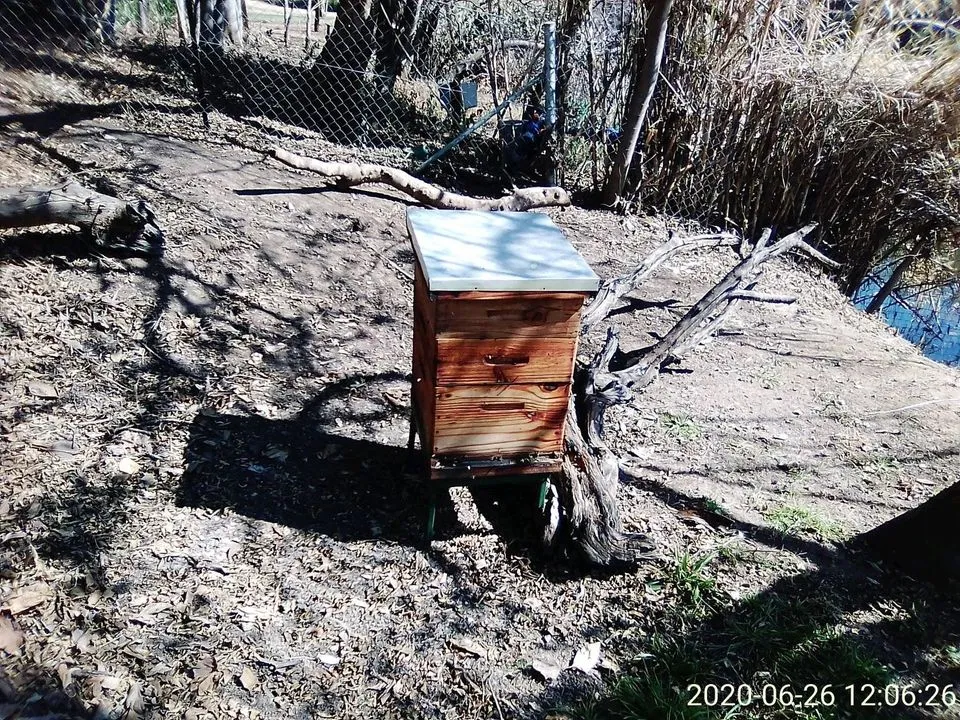 Bee removals Johannesburg photo 2