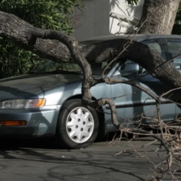 DC Tree Felling photo 1
