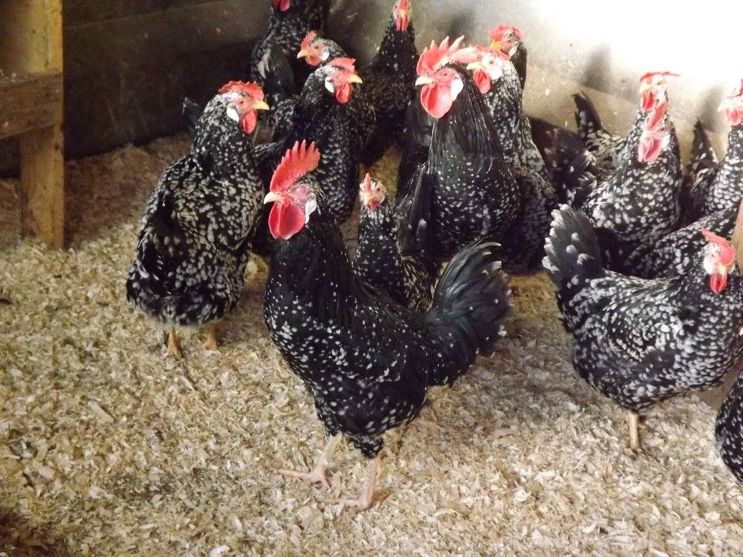 Winelands Free Range Poultry photo 1