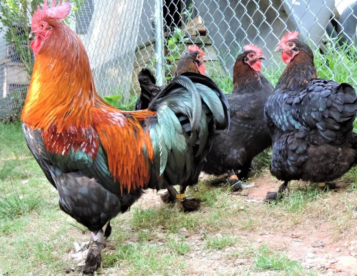 Winelands Free Range Poultry photo 2