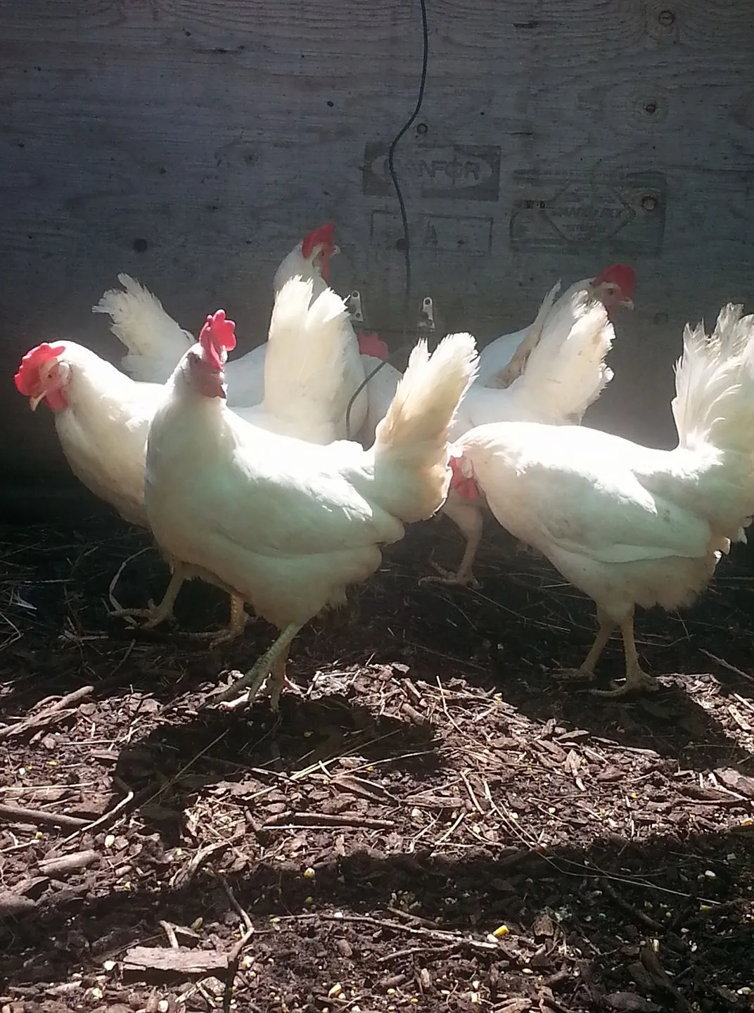 Winelands Free Range Poultry photo 3