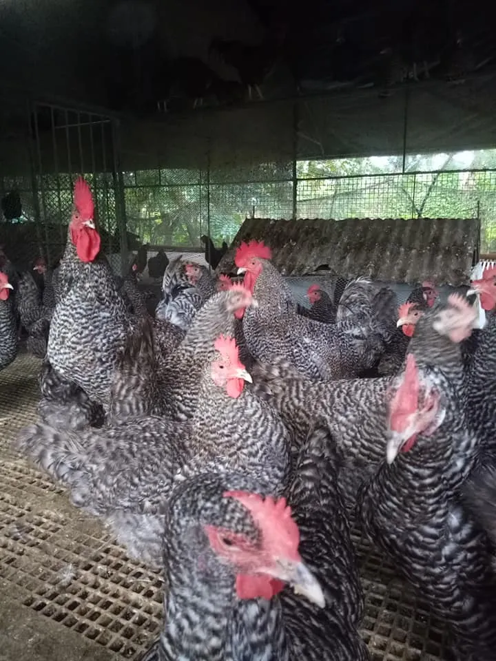 Winelands Free Range Poultry photo 4