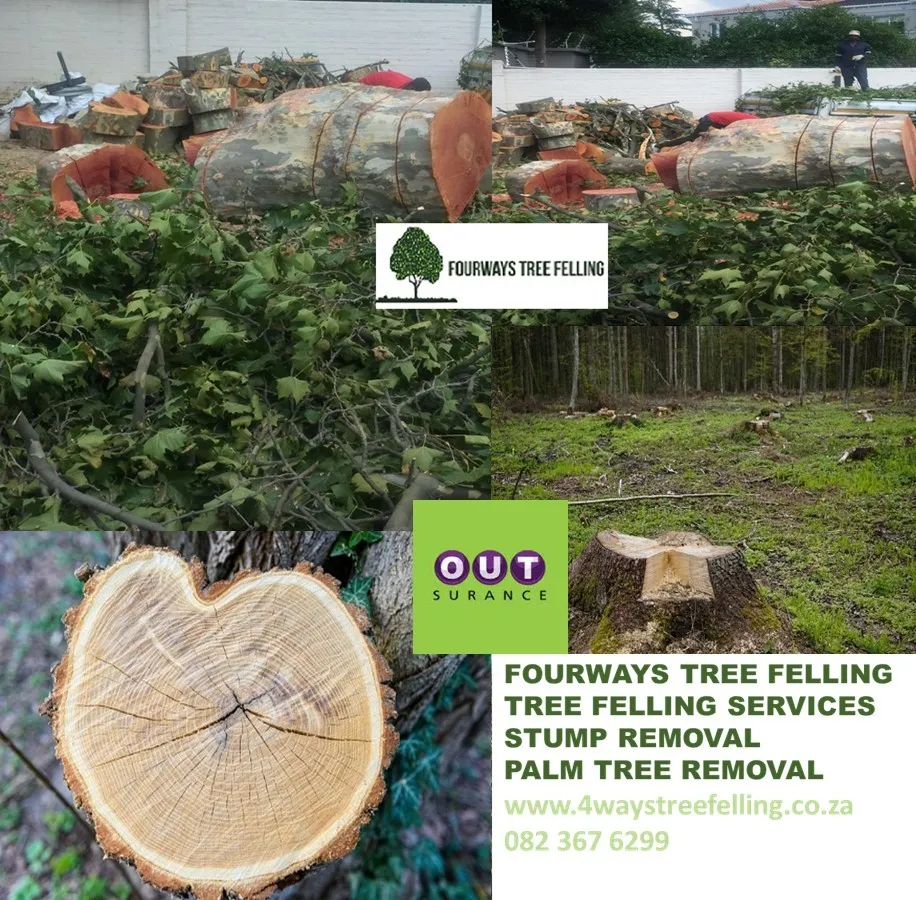 Fourways Tree Felling photo 1