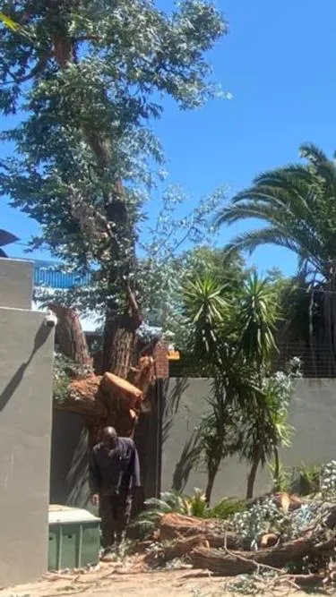 Fourways Tree Felling photo 2
