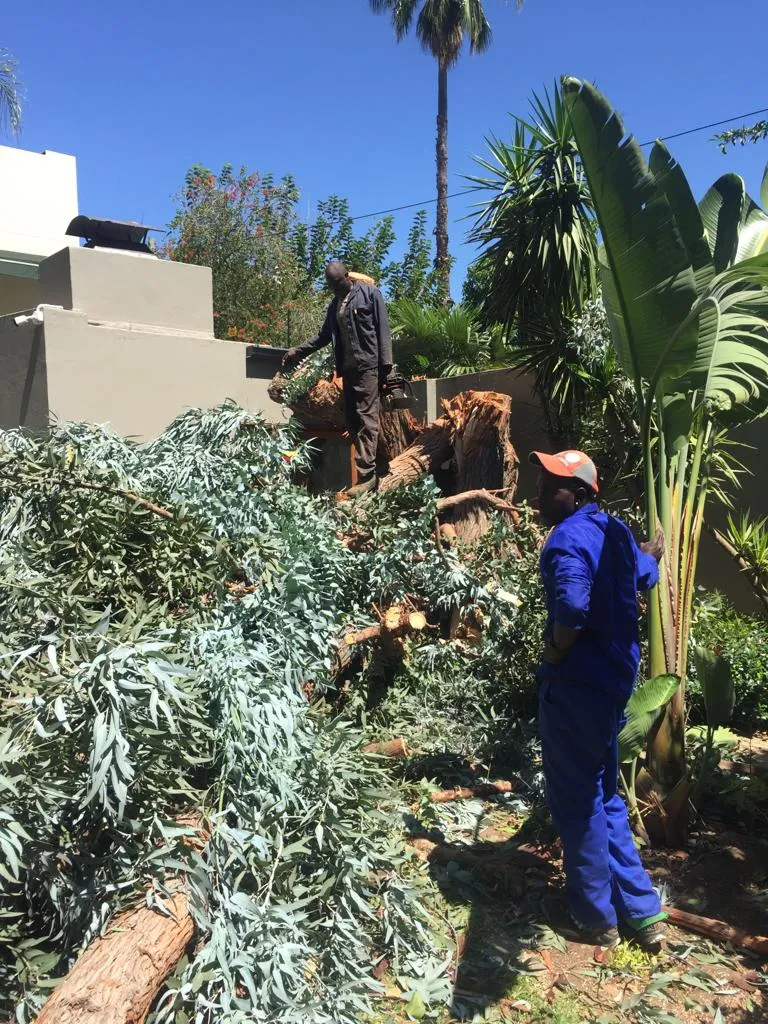 Fourways Tree Felling photo 4