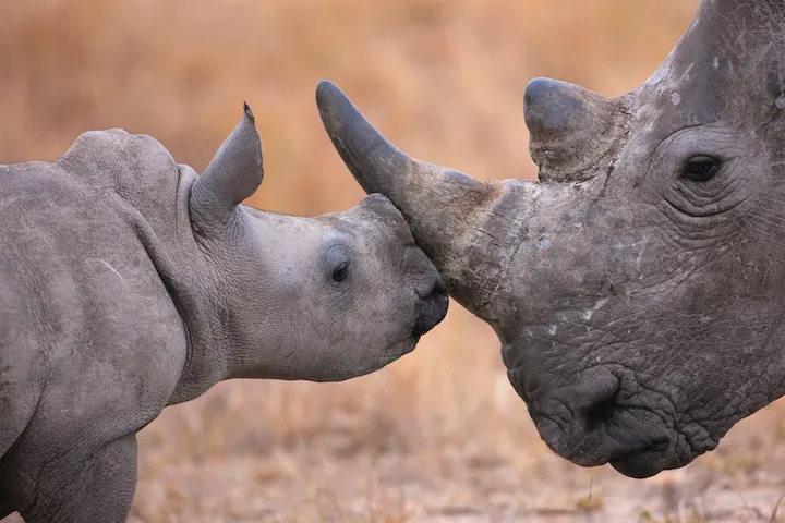 Nhongo Safaris photo 4