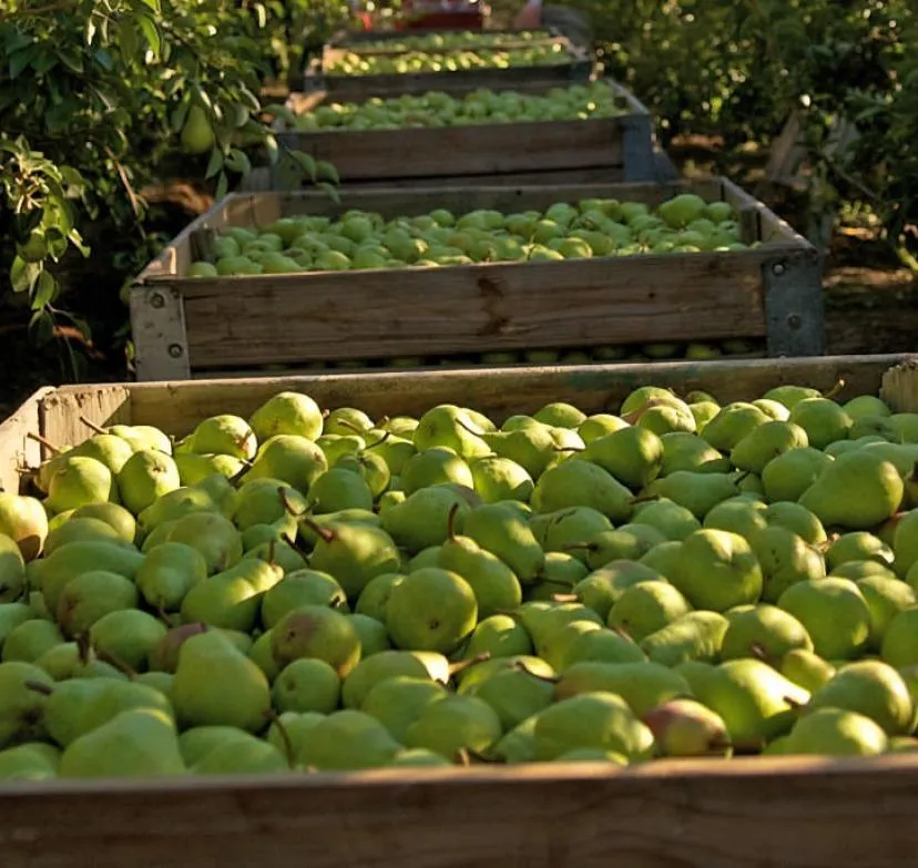 Cecilia's Farm photo 3