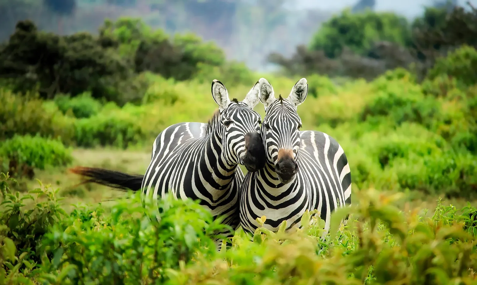 Sabi Sands Lodges Reservation photo 1