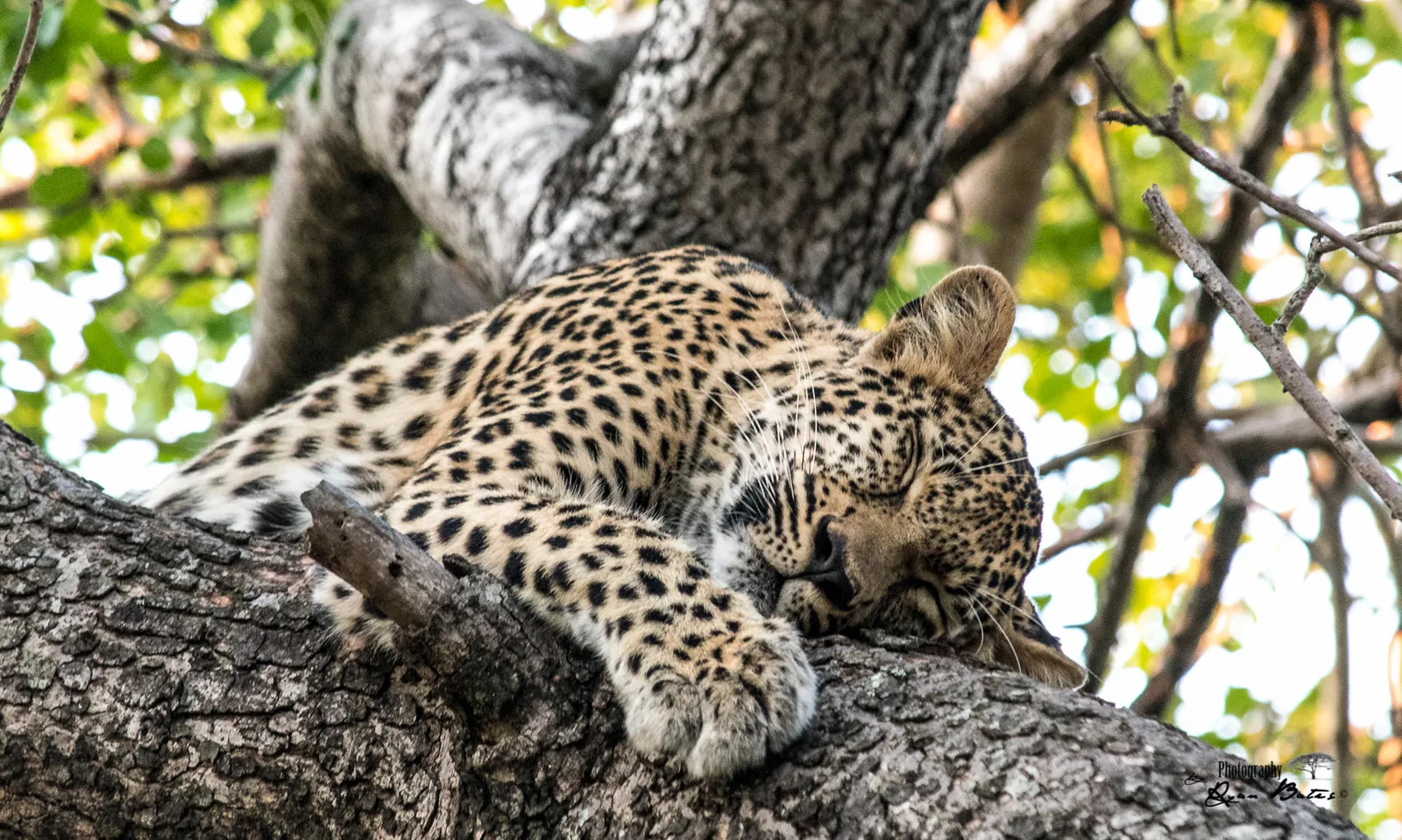Sabi Sands Lodges Reservation photo 2