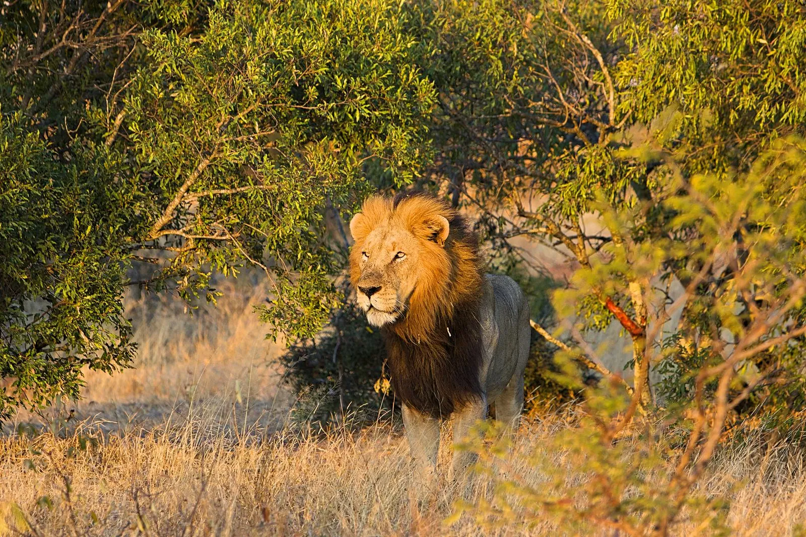 Kruger Park Safari Reservations South Afric photo 1