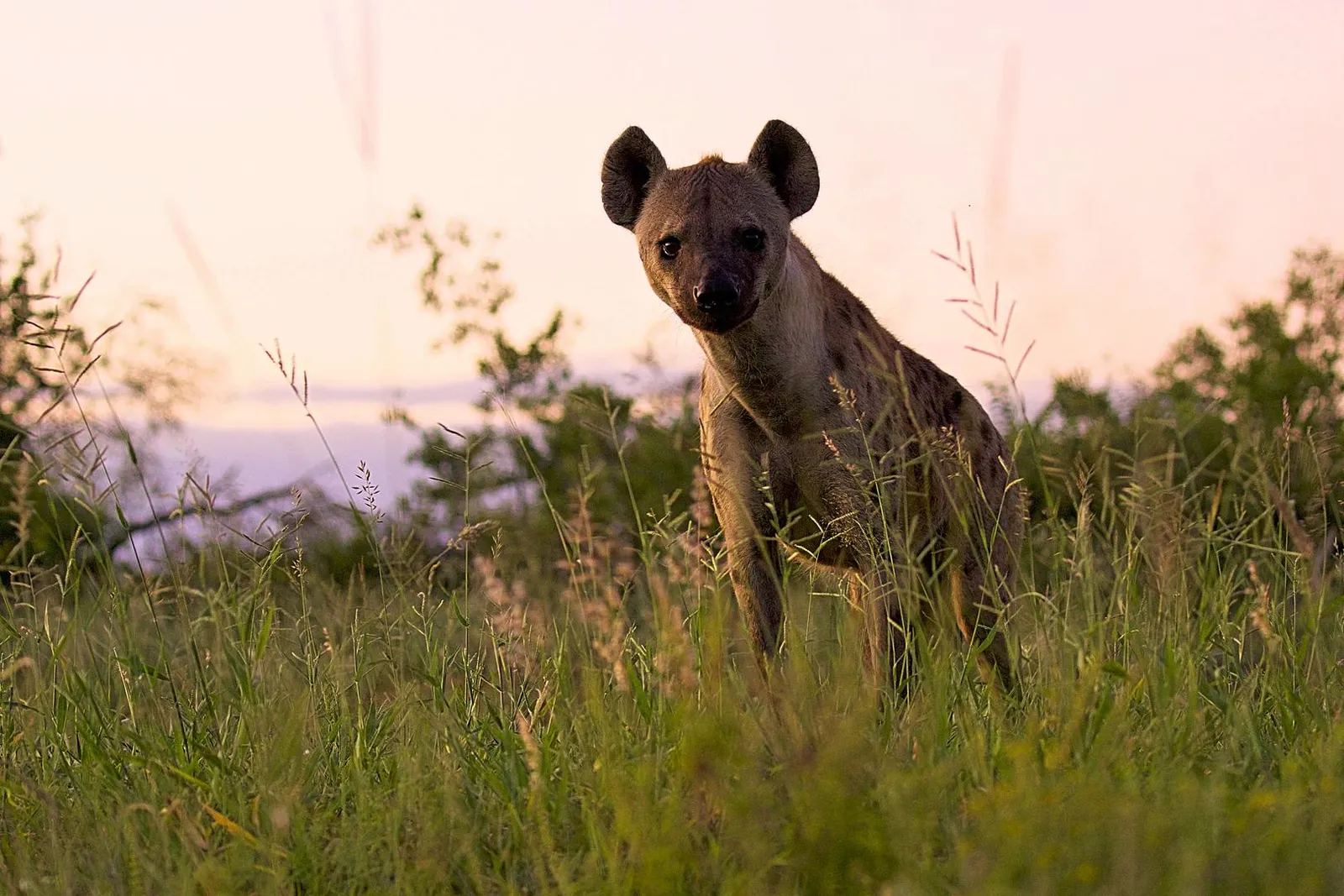 Kruger Park Safari Reservations South Afric photo 2