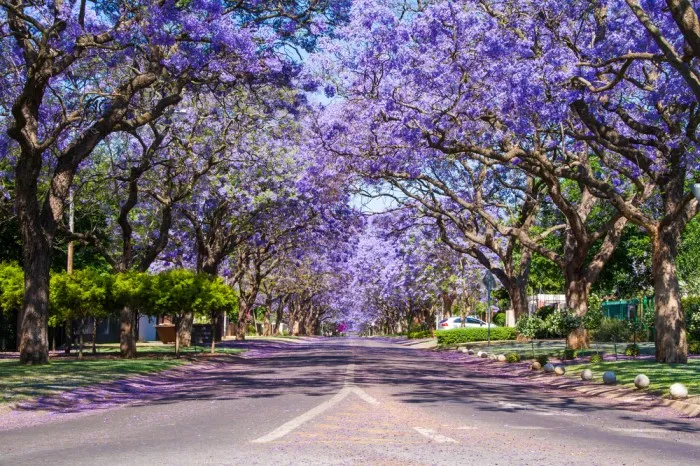 Martin Vermaak Attorneys Pretoria photo 3