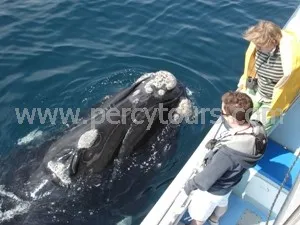 Percy Tours (and transfers) Hermanus photo 1