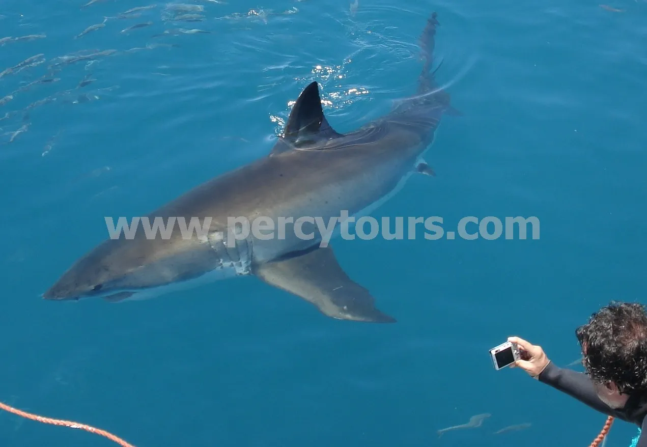 Percy Tours (and transfers) Hermanus photo 2