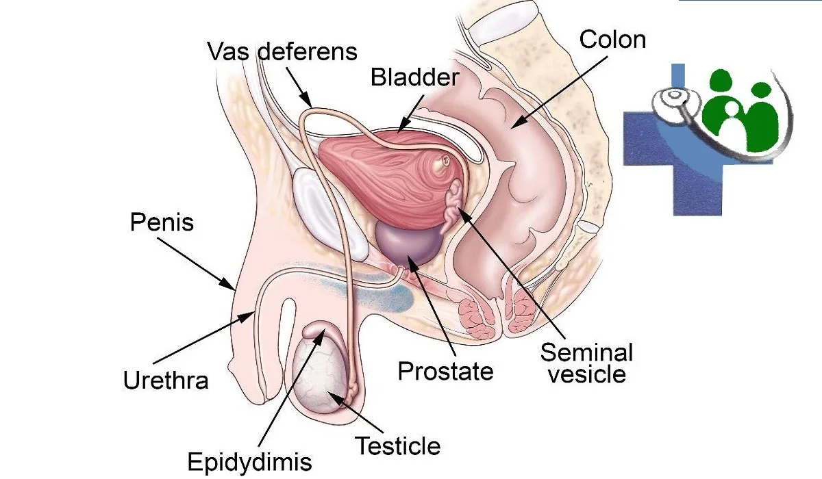 Men's Health, Yellow Fever at Palm Health Med photo 2