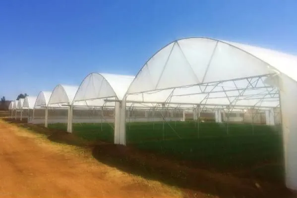 BA Greenhouse Tunnels 0825064115 photo 2