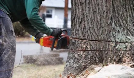 CK Boom Sloping/Tree Felling photo 1